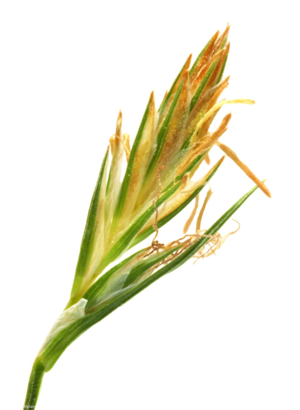 Carex hallerana